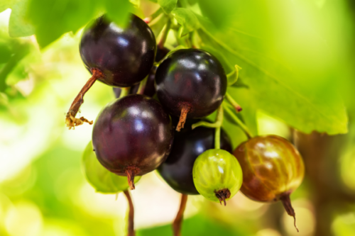 Jostabes (Ribes Josta)
